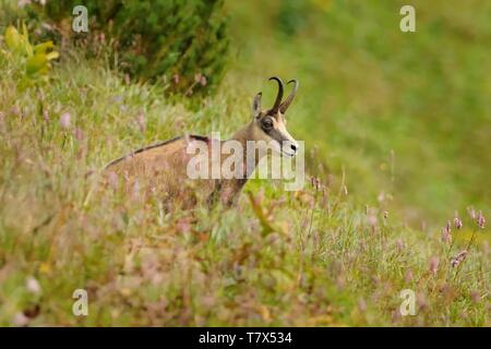 Chamois - Rupicapra rupicapra auf der Alm Stockfoto