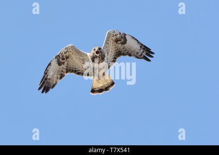 Rauen-legged Mäusebussard (Buteo lagopus) nur gegen mich fliegen und Berufung. Der Raubvogel bei Flug mit blauen Himmel im Hintergrund erfasst. Stockfoto