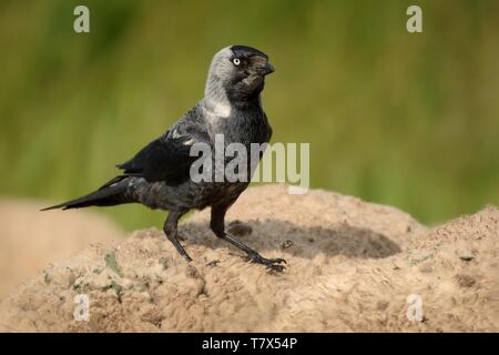 Corvus monedula - Eurasian Jackdaw fahren auf die Schafe. Stockfoto