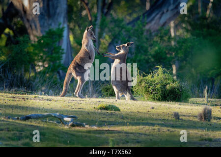 Macropus giganteus - östlichen grauen Känguruhs kämpfen miteinander in Tasmanien in Australien. Stockfoto