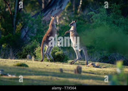 Macropus giganteus - östlichen grauen Känguruhs kämpfen miteinander in Tasmanien in Australien. Stockfoto