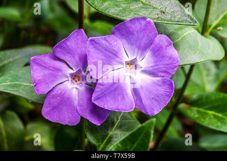 Mehr Immergrün, Vinca major Stockfoto