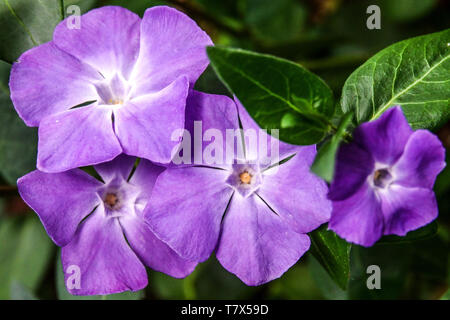 Mehr Immergrün, Vinca major, Nahaufnahme, blauen Blüten Stockfoto