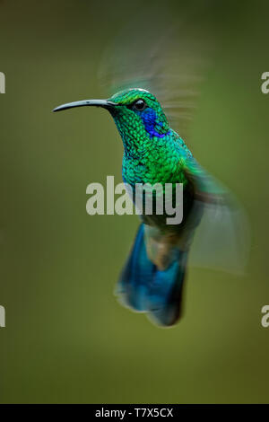 Weniger Violetear-Colibri cyanotus - Berg violett-Ohr, metallic grün Kolibriarten fand allgemein von Costa Rica bis nördlichen Südamerika Stockfoto