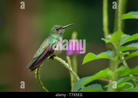 Schuppige-breasted Kolibri - Phaeochroa cuvierii Vogelart aus der Familie der. In Belize, Kolumbien, Costa Rica, Guatemala gefunden, Stockfoto