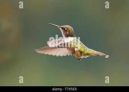 Vulkan Kolibri - Selasphorus flammula sehr kleiner Kolibri die Rassen nur in den Bergen von Chiriqui, Costa Rica und Panama. Stockfoto