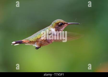 Vulkan Kolibri - Selasphorus flammula sehr kleiner Kolibri die Rassen nur in den Bergen von Chiriqui, Costa Rica und Panama. Stockfoto