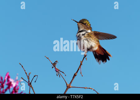 Vulkan Kolibri - Selasphorus flammula sehr kleiner Kolibri die Rassen nur in den Bergen von Chiriqui, Costa Rica und Panama. Stockfoto