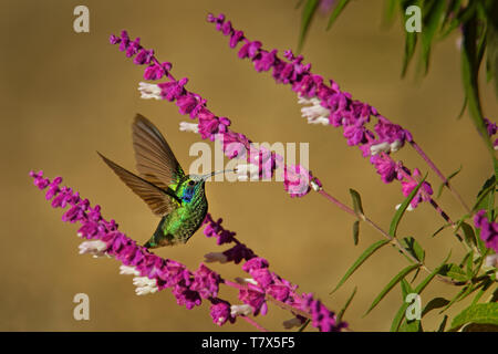 Grün (mexikanisch) Violett - Ohr - Colibri thalassinus Mittelständische, metallic grün Kolibriarten in Gebieten von Mexiko Nicaragua gefunden. Stockfoto