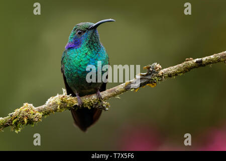 Grün (mexikanisch) Violett - Ohr - Colibri thalassinus Mittelständische, metallic grün Kolibriarten in Gebieten von Mexiko Nicaragua gefunden. Stockfoto