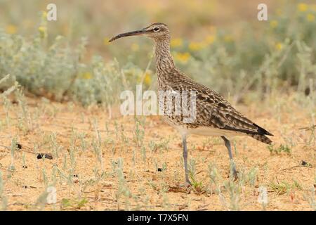 Regenbrachvogel Numenius phaeopus-ständigen und Fütterung in sandigen Feld in Donana. Stockfoto