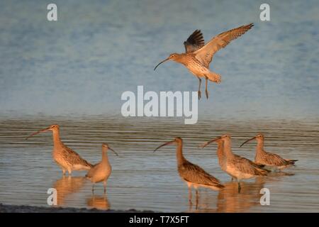 Die Herde der Eurasischen Brachvögel (Numenius arquata) an einem Ufer eines Sees am Abend die Sonne erleuchtet. Stockfoto