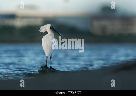 Royal Löffler - platalea Regia - kotuku am Meer mit Wellen, Neuseeland Stockfoto