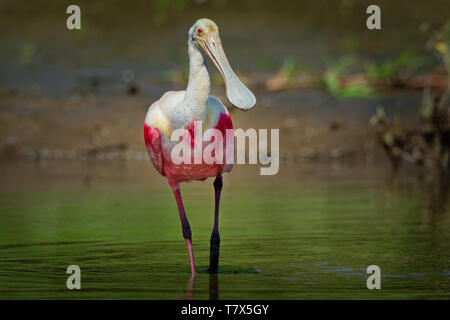Rosalöffler - Platalea ajaja gesellig waten Vogel der Ibis und Löffler Familie, Threskiornithidae. Resident Züchter in Südamerika und ich Stockfoto