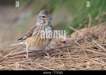 Eurasischen Hänfling - Carduelis cannabina Weibchen auf dem Boden Stockfoto