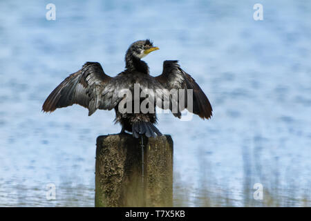 Little Shag (Little Pied Cormorant) - Microcarbo melanoleucos (Phalacrocorax) - kawaupaka Trocknung seine Flügel und Federn nach dem Meer jagen. Austral Stockfoto