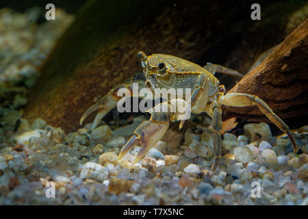 Süßwasser-Krabben - Potamon fluviatile Leben in bewaldeten Bäche, Flüsse und Seen im südlichen Europa. Stockfoto