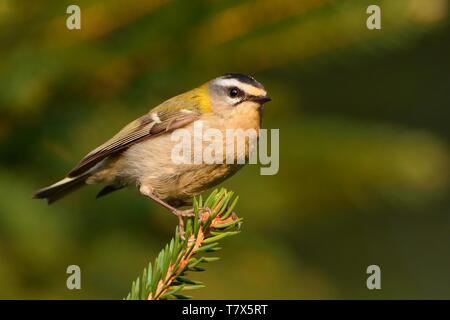 Firecrest - Regulus ignicapilla mit der gelben Kamm sitzen auf dem Zweig in den dunklen Wald mit der schönen bunten Hintergrund Stockfoto