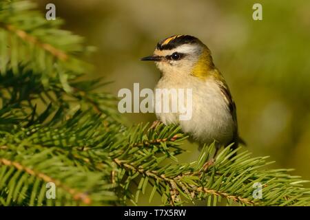 Firecrest - Regulus ignicapilla mit der gelben Kamm sitzen auf dem Zweig in den dunklen Wald mit der schönen bunten Hintergrund Stockfoto