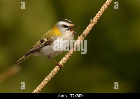 Firecrest - Regulus ignicapilla mit der gelben Kamm sitzen auf dem Zweig in den dunklen Wald mit der schönen bunten Hintergrund und Gesang Stockfoto