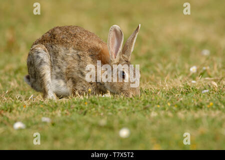 Europäische Kaninchen - Oryctolagus cuniculus Essen auf dem Gras in Australien, Neuseeland Stockfoto