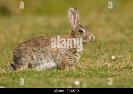 Europäische Kaninchen - Oryctolagus cuniculus Essen auf dem Gras in Australien, Neuseeland Stockfoto