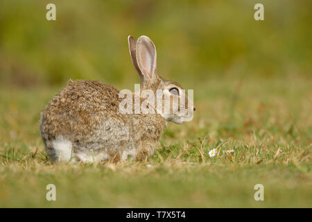 Europäische Kaninchen - Oryctolagus cuniculus Essen auf dem Gras in Australien, Neuseeland Stockfoto