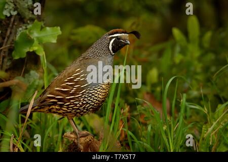 Callipepla californica - Kalifornien Wachtel auf dem Boden mit grünem Hintergrund Stockfoto