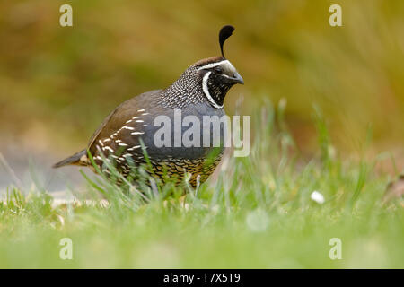 Kalifornien Wachtel - Callipepla californica Mann in das grüne Gras in Neuseeland. Dieser Vogel Ursprünglich lebten in Nordamerika, wurde introducated nach Australien Stockfoto