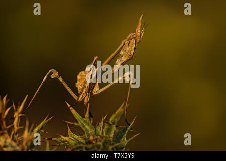 Pfeilspitze mantis - Empusa pennata, Mantis palo in spanischer Sprache, Gattung Empusa. In Spanien, Portugal, Iran, Frankreich, dem Libanon, Mittel- und Süditalien, Stockfoto