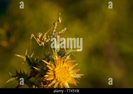 Pfeilspitze mantis - Empusa pennata, Mantis palo in spanischer Sprache, Gattung Empusa. In Spanien, Portugal, Iran, Frankreich, dem Libanon, Mittel- und Süditalien, Stockfoto