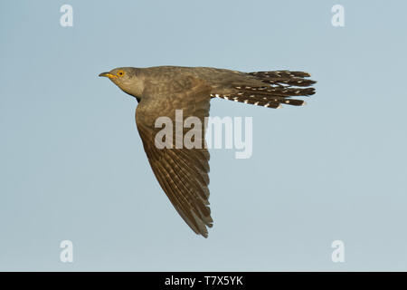 Cuculus canorus - Gemeinsame Kuckuck in der Fliegen, weit verbreitete Sommer Migranten nach Europa und Asien, und die Winter in Afrika, Brut Parasiten. Stockfoto