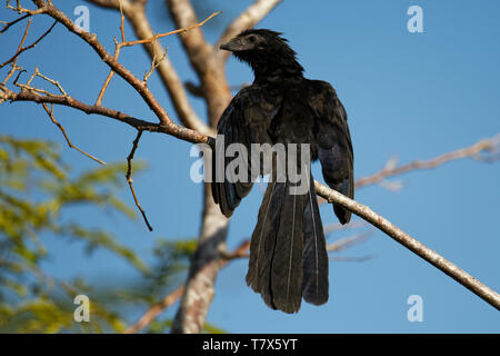 Nut-billed Crotophaga sulcirostris Ani - tropischer Vogel in der Kuckuck Familie, langen Schwanz und einem großen, gebogenen Schnabel. Residenten Arten von Texas, Mexic Stockfoto