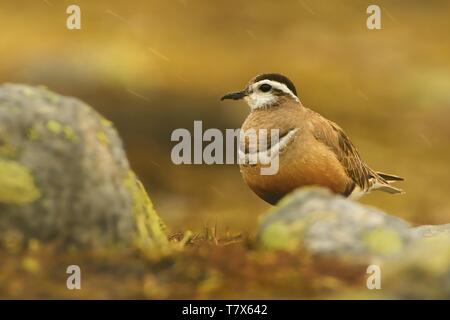 Eurasian Dotterel - Charadrius morinellus auf dem Boden sitzend, Norwegen Stockfoto