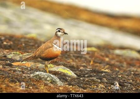 Eurasian Dotterel - Charadrius morinellus auf dem Boden sitzend in der Tundra, Norwegen Stockfoto