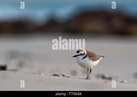 Seeregenpfeifer - Charadrius alexandrinus am Strand am Meer, Sommer in Kap Verde, Grünalgen, Blue Ocean Stockfoto