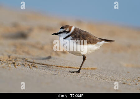 Seeregenpfeifer - Charadrius alexandrinus am Strand am Meer, Sommer in Kap Verde, Grünalgen, Blue Ocean Stockfoto