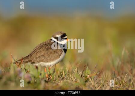 Charadrius hiaticula - Gemeinsame Kibitze auf dem Boden Stockfoto