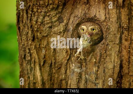 Eurasischen Pygmy-Owl - Glaucidium passerinum sitzen auf dem Zweig mit der Beute im Wald im Sommer. Stockfoto