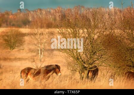 Das wildpferd (Equus ferus) in der Steppe in den frühen Morgenstunden durch Sonnenlicht strahlen erleuchtet. Blick auf ein Pferd Weiden in der Steppe in der Tschechischen Milovic Stockfoto