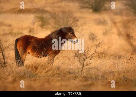 Das wildpferd (Equus ferus) in der Steppe in den frühen Morgenstunden durch Sonnenlicht strahlen erleuchtet. Blick auf ein Pferd Weiden in der Steppe in der Tschechischen Milovic Stockfoto