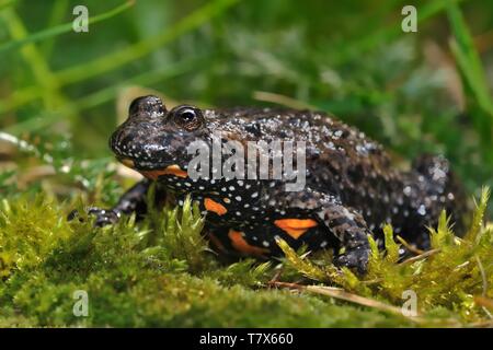 Die Europäische Rotbauchunke (Bombina bombina) Close up aufgenommen in Moos. Stockfoto