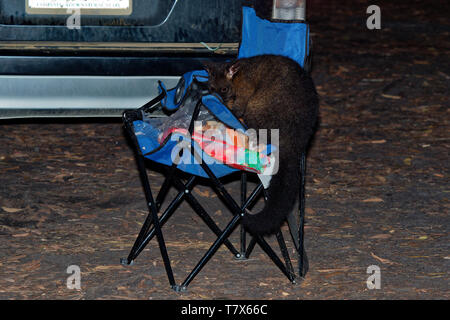 Gemeinsame Brush-tailed Possum - Trichosurus vulpecula-nächtlichen, semi-arboreal Beuteltier von Australien, nach Neuseeland eingeführt. Diebstahl von Nahrung in der c Stockfoto