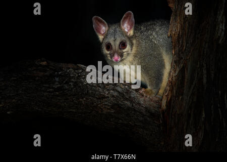 Gemeinsame Brush-tailed Possum - Trichosurus vulpecula-nächtlichen, semi-arboreal Beuteltier von Australien, nach Neuseeland eingeführt. Stockfoto