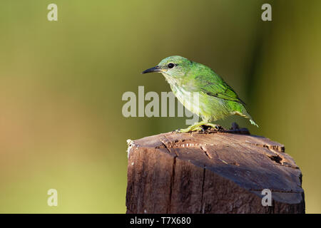 Shining - Honeycreeper Cyanerpes lucidus kleiner Vogel in der tanager Familie. In der tropischen Neue Welt in Mittelamerika von Südmexiko bis Panama Stockfoto