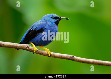 Shining - Honeycreeper Cyanerpes lucidus kleiner Vogel in der tanager Familie. In der tropischen Neue Welt in Mittelamerika von Südmexiko bis Panama Stockfoto