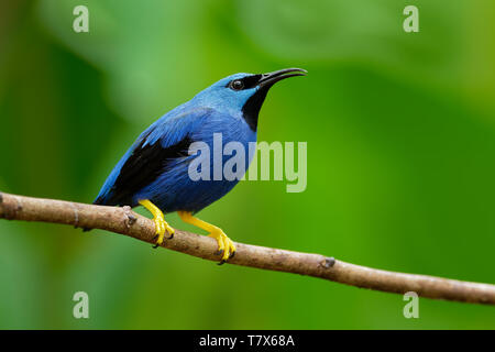 Shining - Honeycreeper Cyanerpes lucidus kleiner Vogel in der tanager Familie. In der tropischen Neue Welt in Mittelamerika von Südmexiko bis Panama Stockfoto