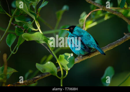 Grün - Honeycreeper Chlorophanes spiza, kleiner Vogel in der tanager Familie. Es liegt in den Tropen der Neuen Welt aus dem Süden von Mexiko nach Süden in Brasilien gefunden, Stockfoto