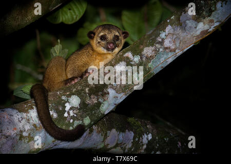 Kinkajou - Potos flavus, Regenwald Säugetier der Familie Procyonidae zu olingos, Nasenbären, Waschbären und die RINGTAIL und cacomistle. Auch bekannt Stockfoto