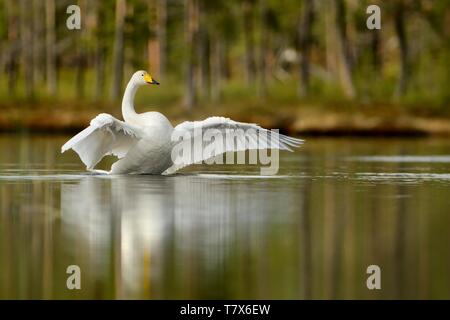 Singschwan Cygnus cygnus - in den schönen See in Finnland. Stockfoto